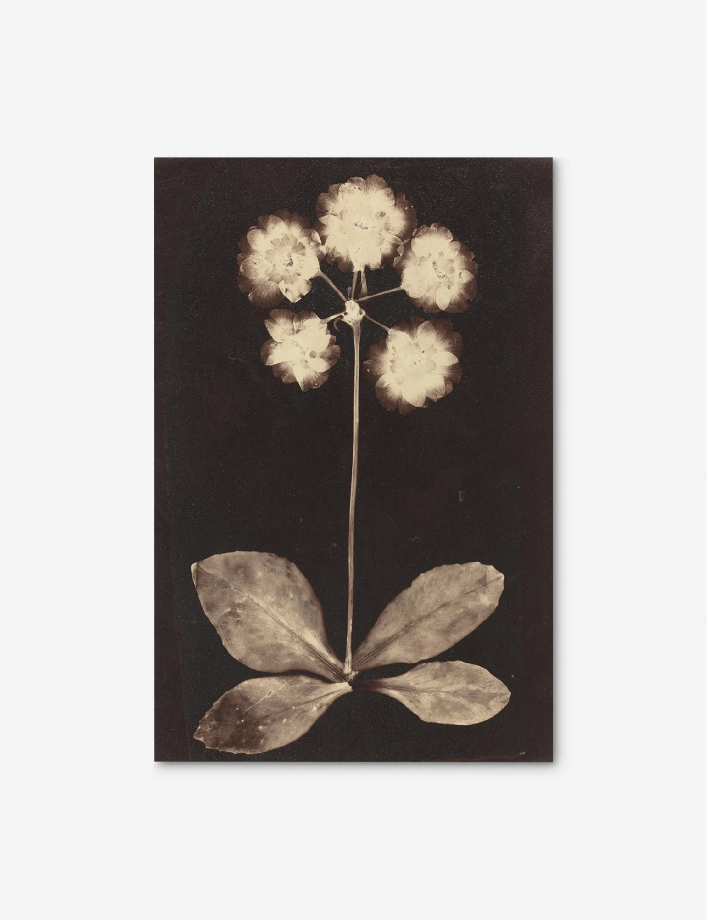 Botanical Photogram Print - Image 3